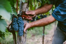 Harvest Tour & Lunch Image
