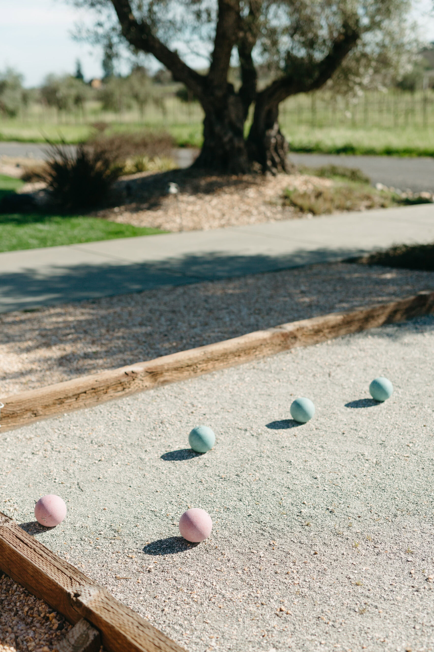 Colorful bocce balls on a court with a tree and greenery in the background.