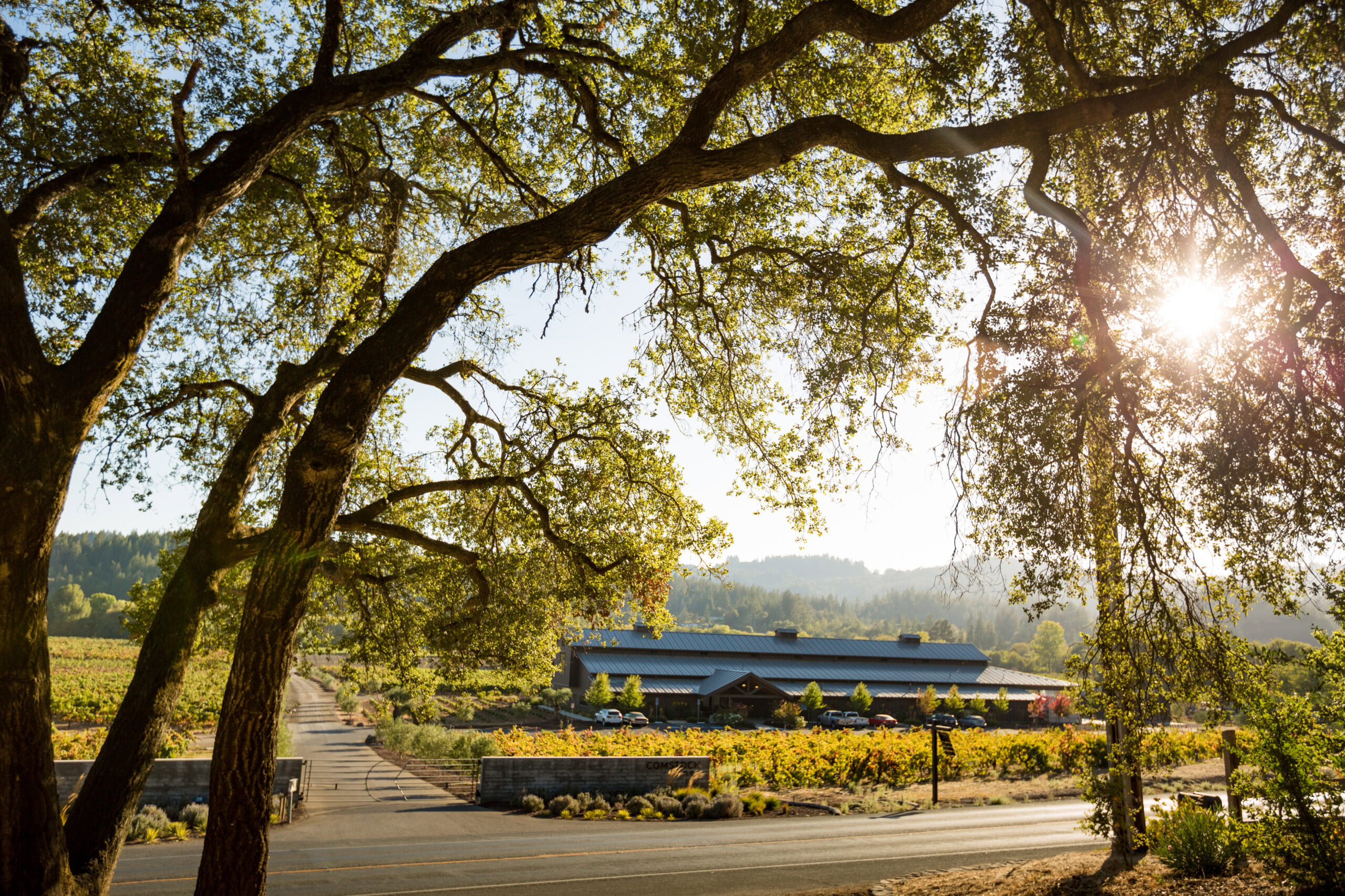 Sunlight filters through a large tree over a vineyard and winery building at Comstock Wines.